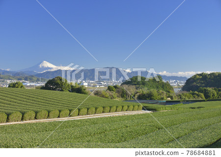 Tea plantation and Mt. Fuji 78684881