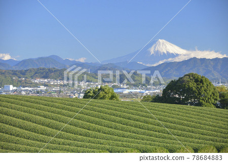 Tea plantation and Mt. Fuji Tea plantation and Mt. Fuji 78684883