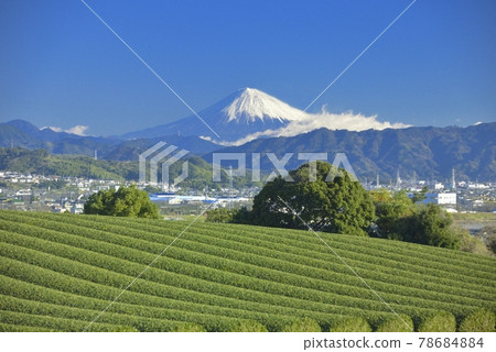 Tea plantation and Mt. Fuji 78684884