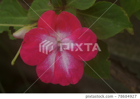 Impatiens 78684927