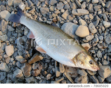 馬耳他掛在靜岡縣瀨戶川河口的魚餌上 78685020