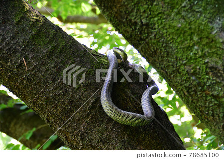 樹上的鼠蛇(埼玉縣/六月) 樹上的鼠蛇(埼玉縣/六月) 78685100