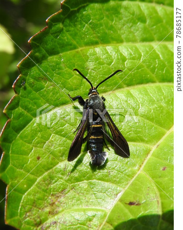"Himekosukashiba (male)" perching on the leaves of hydrangea "Himekosukashiba (male)" perching on the leaves of hydrangea 78685177