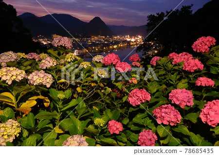 Shimoda City, Shizuoka Prefecture Izu Shimoda Park Hydrangea famous hydrangea and evening view of Shimoda Fuji and Shimoda city 78685435