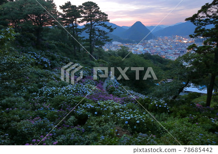 Shimoda City, Shizuoka Prefecture Izu Shimoda Park Hydrangea famous hydrangea and evening view of Shimoda Fuji and Shimoda city Shimoda City, Shizuoka Prefecture Izu Shimoda Park Hydrangea famous hydrangea and evening view of Shimoda Fuji and Shimoda city 78685442