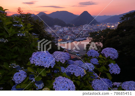 Shimoda City, Shizuoka Prefecture Izu Shimoda Park Hydrangea famous hydrangea and evening view of Shimoda Fuji and Shimoda city 78685451
