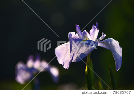 鳶尾花 78685707