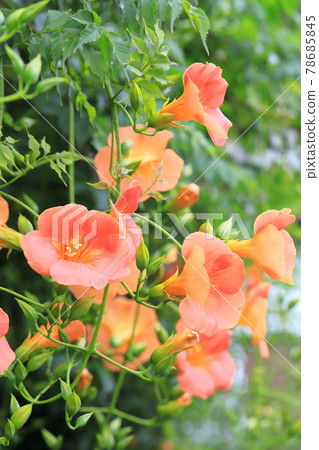 橙色喇叭藤花和芽 橙色喇叭藤花和芽 78685845