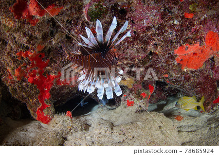 Red lionfish swimming along coral reef rocks (Playa del Carmen, Mexico) 78685924