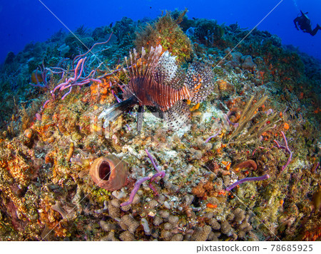 Red lionfish swimming in a coral reef (Playa del Carmen, Mexico) 78685925