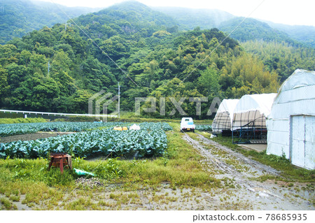 Countryside in early summer 78685935