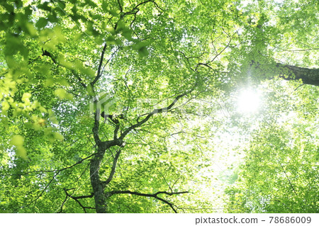 Carbon neutral 78686009
