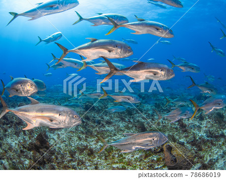 Horde of Crevalle jackmen swimming in coral reefs (Playa del Carmen, Mexico) 78686019