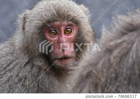 屋久島上的日本獼猴 屋久島上的日本獼猴 78686317