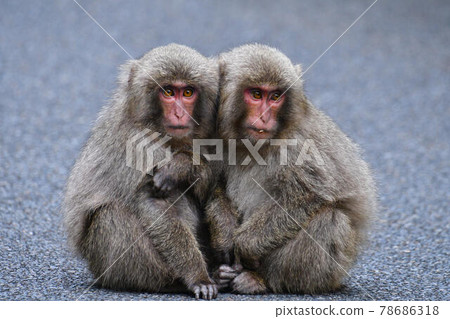 屋久島上的日本獼猴 78686318