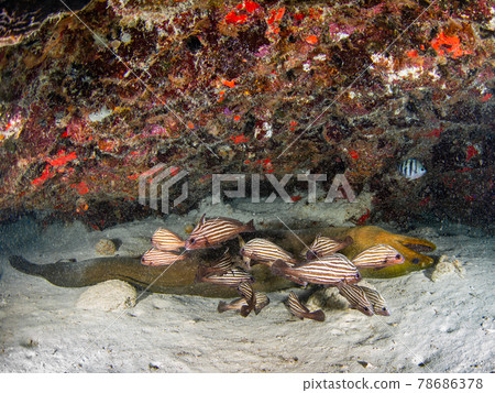 Moray eels lying upside down on sand and fish (rabbit nibe) (Playa del Carmen, Mexico) 78686378