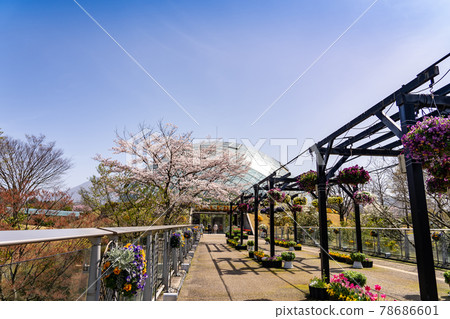 Tottori Prefecture Spring Tottori Flower Corridor Sakura and Flower Dome 78686601