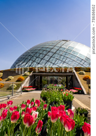 鳥取縣春季鳥取花廊鬱金香花穹 78686602