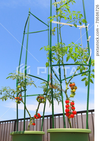 Mini Tomato Petit Tomato Mini Tomato Petit Tomato 78686726