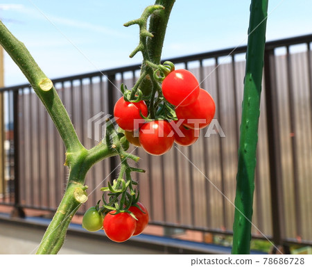 迷你番茄小番茄 78686728