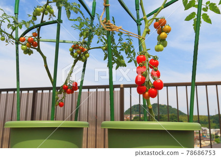 Mini Tomato Petit Tomato Mini Tomato Petit Tomato 78686753