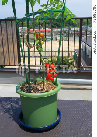 Mini Tomato Petit Tomato Mini Tomato Petit Tomato 78686786