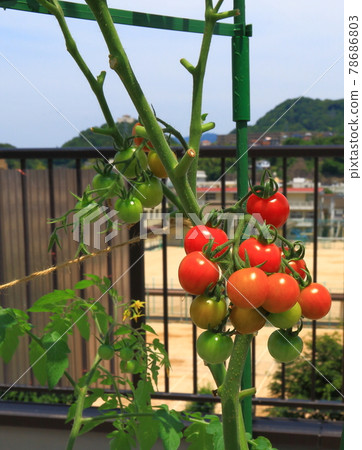 迷你番茄小番茄 迷你番茄小番茄 78686803