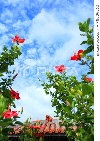 Mensore Okinawa Blue sky, red hibiscus and shisa Mensore Okinawa Blue sky, red hibiscus and shisa 78686853