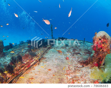 Submarine cable covered with black honey (Playa del Carmen, Mexico) 78686883