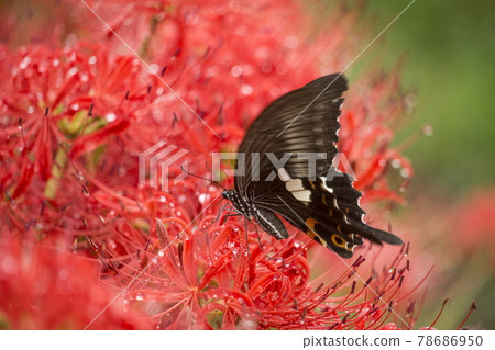 Monkeyeagheha on Higanbana 78686950