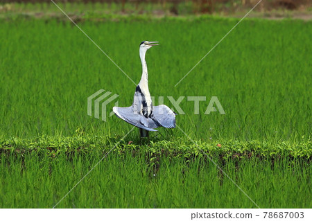 Drying the feathers of a gray heron (Aosagi), Kawajima-cho, Hiki-gun, Saitama Prefecture 78687003
