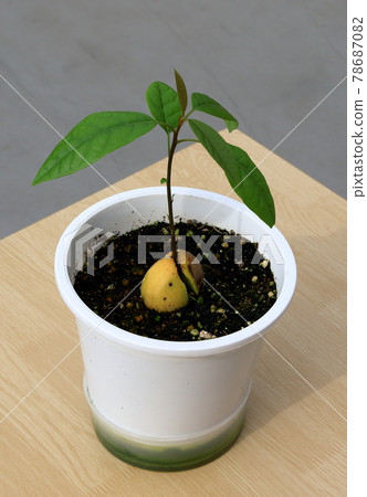 Avocado sprout Avocado sprout 78687082