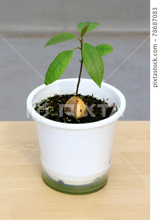 Avocado sprout 78687083