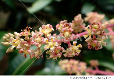 Mango flowers Mango flowers 78687176