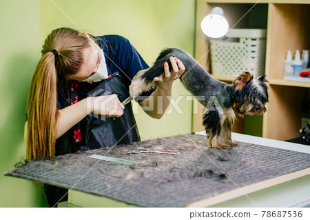 Groomer makes shearing of Yorkshire Terrier by scissors. extras at the pet store 78687536