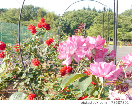 野津田公園的玫瑰園（東京都町田市） 78687801