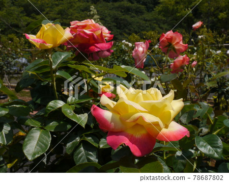 野津田公園的玫瑰園（東京都町田市） 78687802