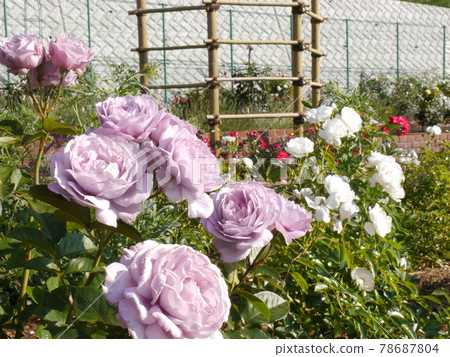 Rose garden in Nozuta Park (Machida City, Tokyo) 78687804