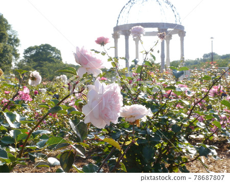 Rose garden in Nozuta Park (Machida City, Tokyo) 78687807