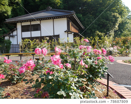 Rose garden in Nozuta Park (Machida City, Tokyo) 78687809