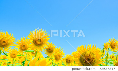 sunflower	 78687847
