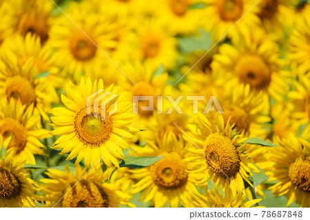 sunflower	 78687848