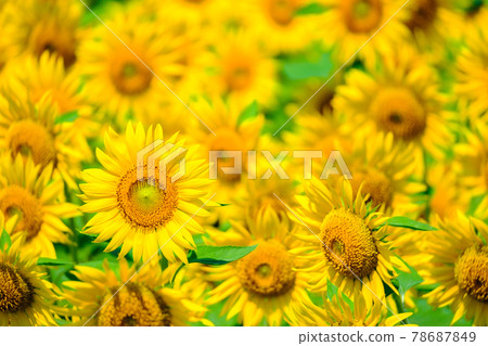 sunflower	 78687849