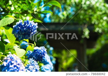 Hydrangea at Meitetsuin Hydrangea at Meitetsuin 78688042