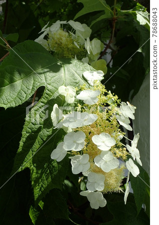Kashiwaba hydrangea Kashiwaba hydrangea 78688043