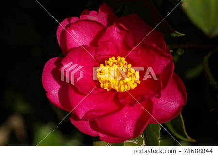 The bright red flowers of Sasanqua remind us of the countryside of our hometown. The bright red flowers of Sasanqua remind us of the countryside of our hometown. 78688044
