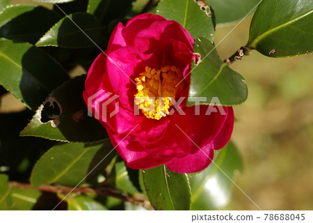 The bright red flowers of Sasanqua remind us of the countryside of our hometown. The bright red flowers of Sasanqua remind us of the countryside of our hometown. 78688045