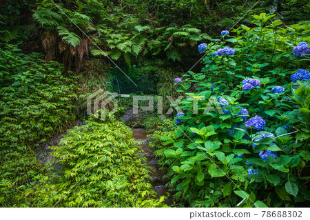 Yokohama City Kanazawa Citizen's Forest Hydrangea and Spring Water 78688302