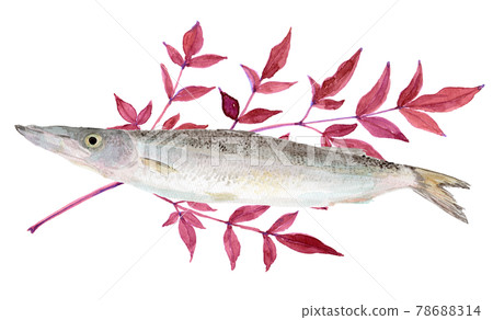 梭魚（魚）和南方天空樹葉的水彩插圖 78688314