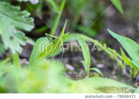 小蚱蜢躲在草的樹蔭下 78688415